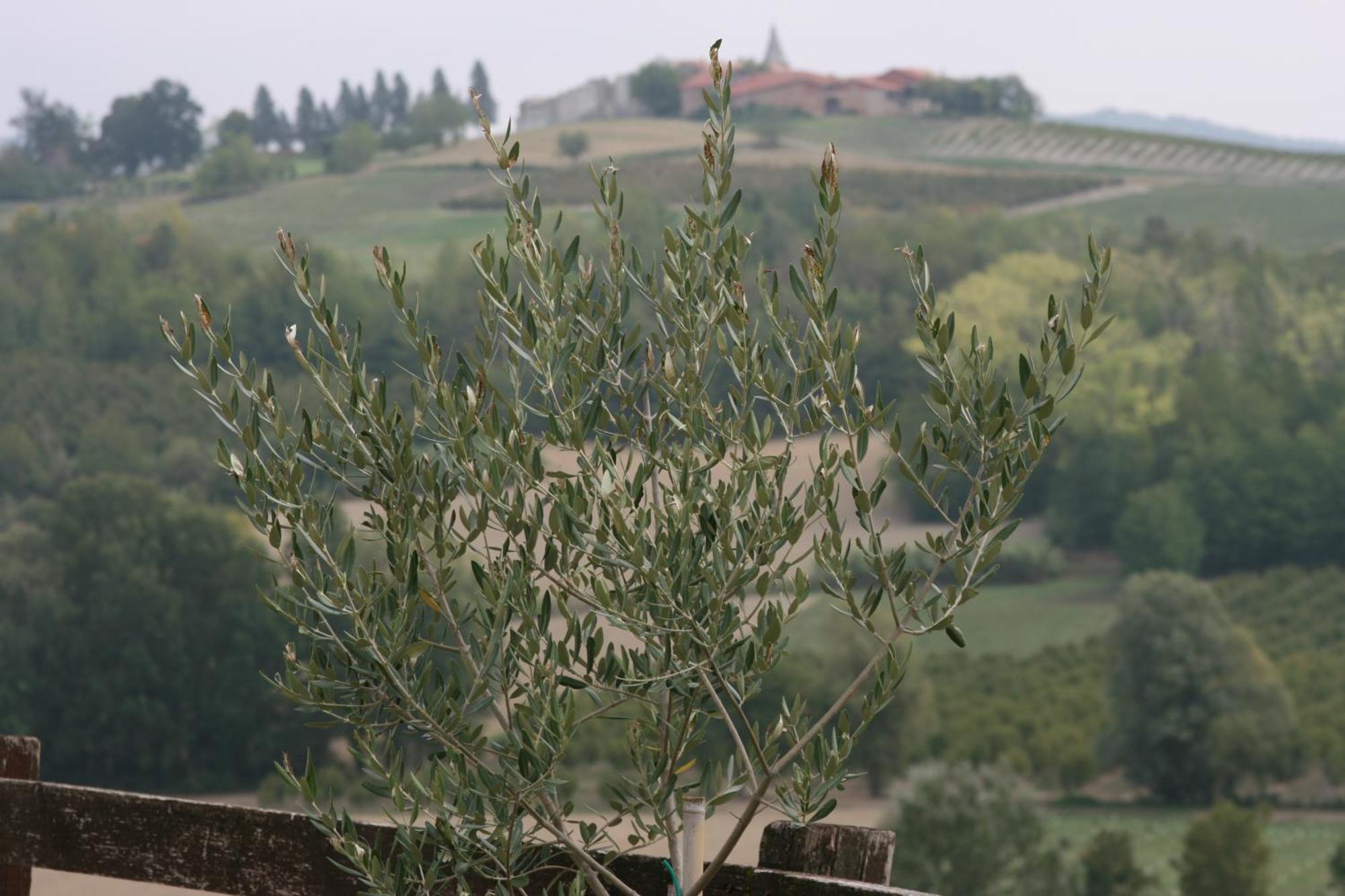 알피아노나타 Cascina Fazioli 빌라 외부 사진